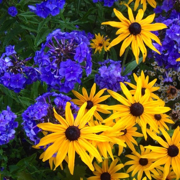 Brown Eyed Susan Flowers. 10 plants $20 - Picture 4 of 5